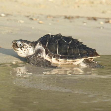Secret Paradise Resort & Turtle Sanctuary Сан Висенте Екстериор снимка