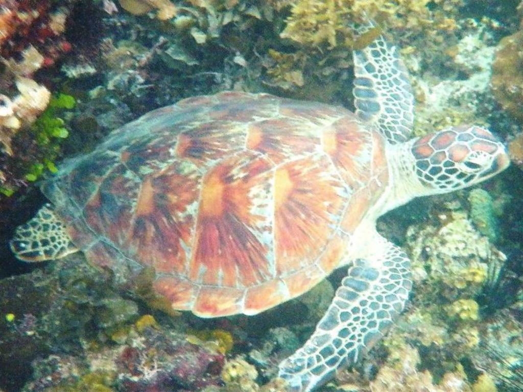 Secret Paradise Resort & Turtle Sanctuary Сан Висенте Екстериор снимка