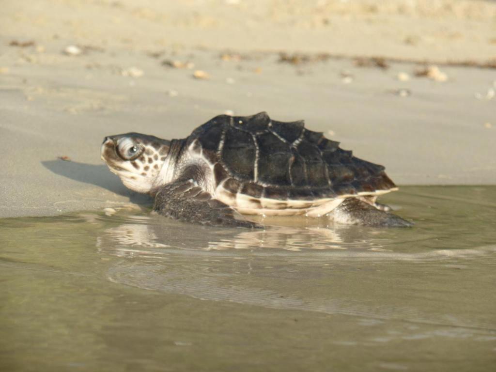 Secret Paradise Resort & Turtle Sanctuary Сан Висенте Екстериор снимка