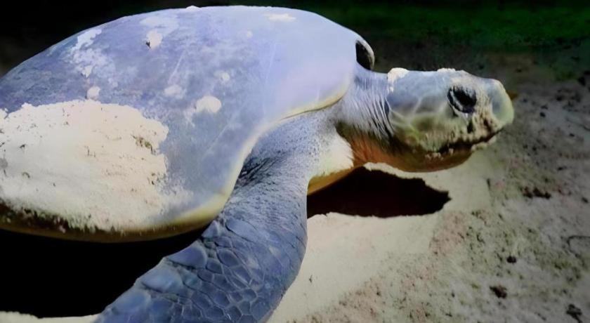 Secret Paradise Resort & Turtle Sanctuary Сан Висенте Екстериор снимка